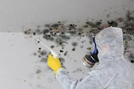 Best Black Mold Removal  in Nd Lake, WI